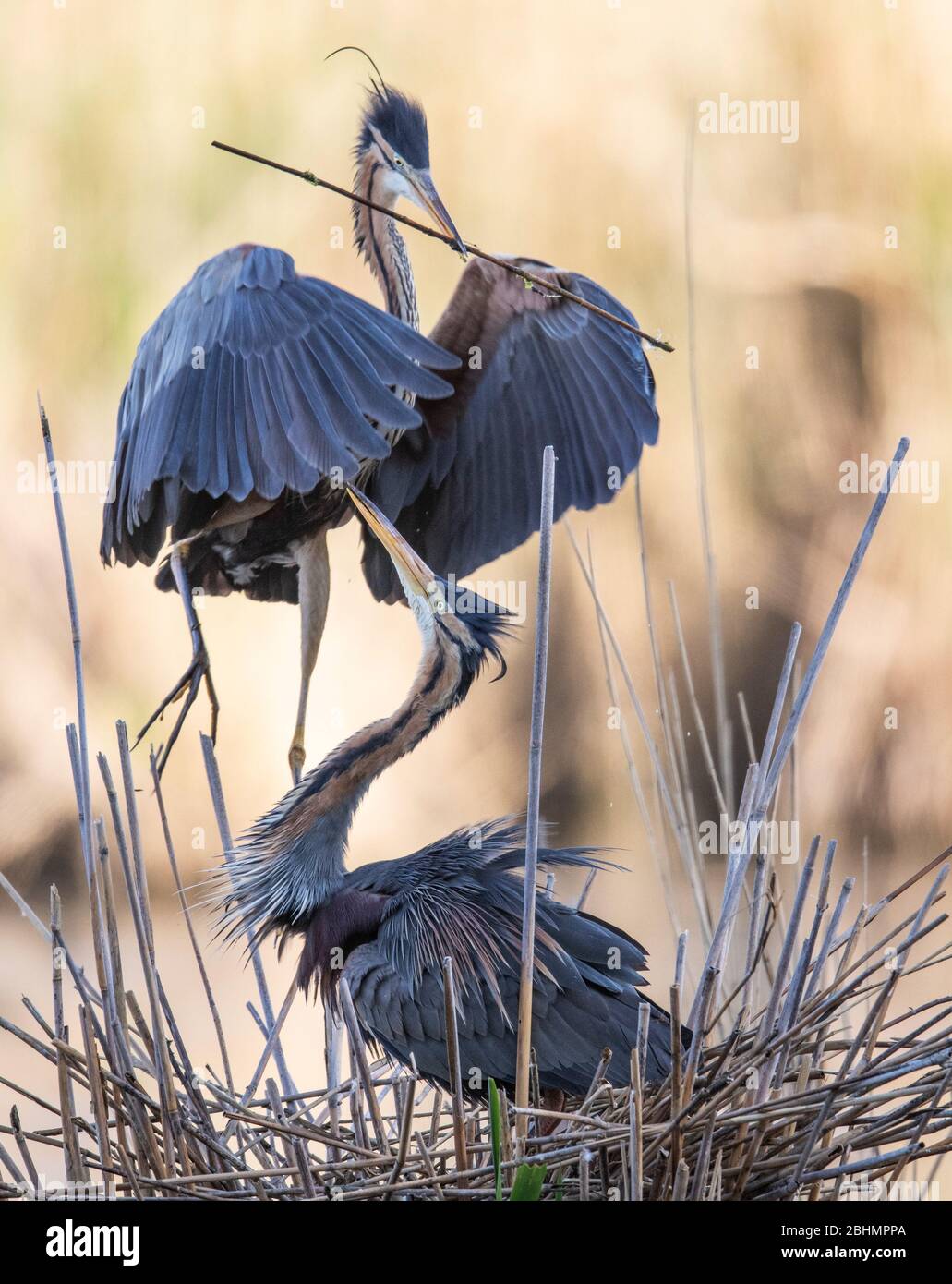 26 aprile 2020, Baden-Wuerttemberg, Waghäusel: Mentre il suo partner sta già aspettando sul nido nelle canne, un airone viola porta un altro ramo sulla costruzione filigrana. Una piccola colonia di uccelli impressionanti razze qui sul bordo di una strada principale. Foto: Boris Roessler/dpa Foto Stock