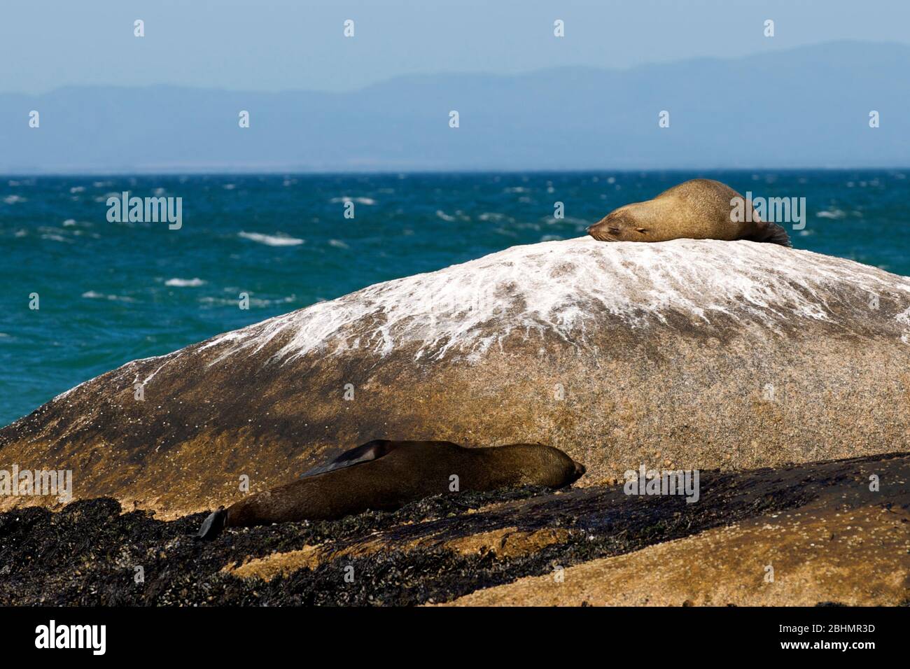 Sleeping Seals Shelley Point, St Helena Bay, Sudafrica Foto Stock