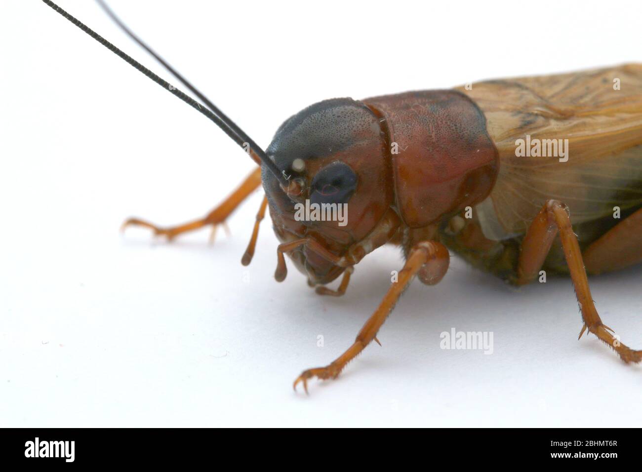 Grilli di campo nero, Gryllus bimaculatus, Foto Stock