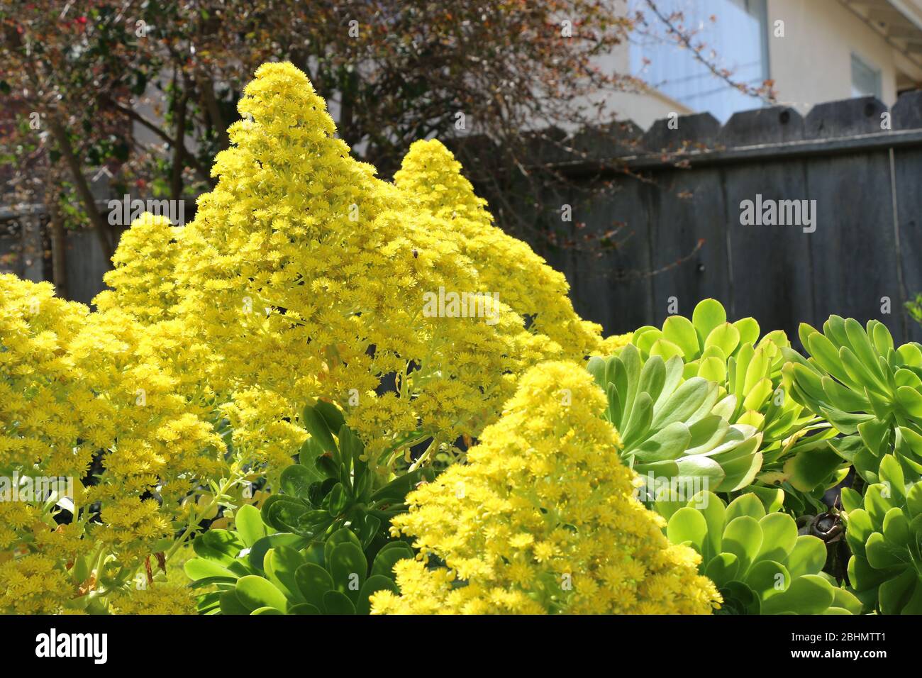 Arboreum succulente di eonio con grandi fiori gialli. Foto Stock
