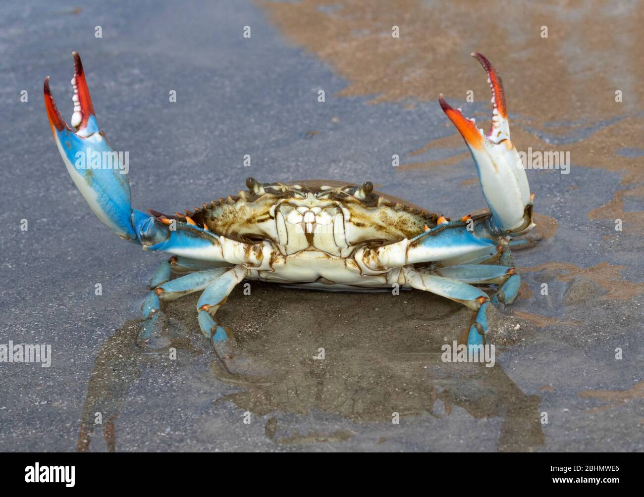 Primo piano granchio blu (Callinectes sapido), Texas, Galveston Foto Stock