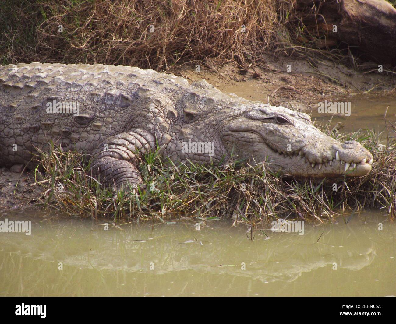 Vicino colpo di un coccodrillo in uno Zoo indiano, Crocs sono anche chiamati Magarmach Foto Stock