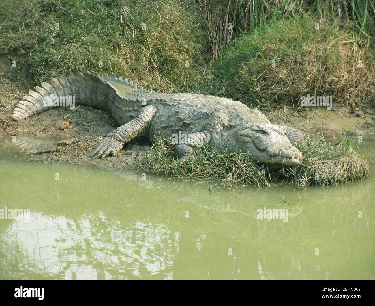 A lungo scatto di un coccodrillo nello Zoo di Delhi, lo Zoo Indiano, Crocs sono anche chiamati Magarmach Foto Stock