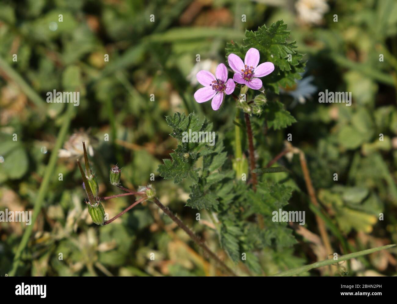Una pianta di fioriture comune Stork's-Bill, il cicutarium di Erodium, che cresce nel selvaggio nel Regno Unito. Foto Stock