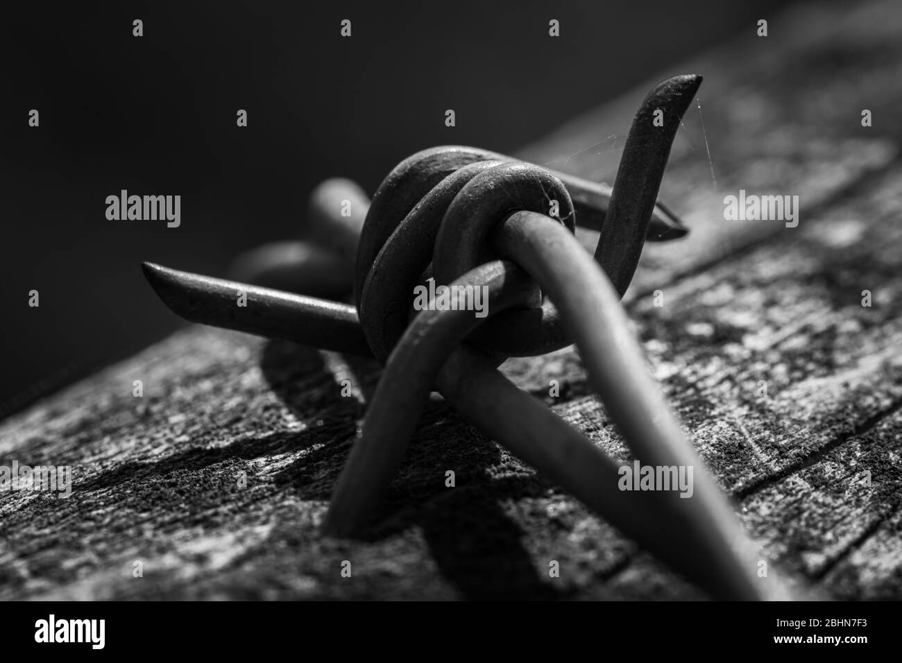Immagine in bianco e nero con filo spinato Foto Stock