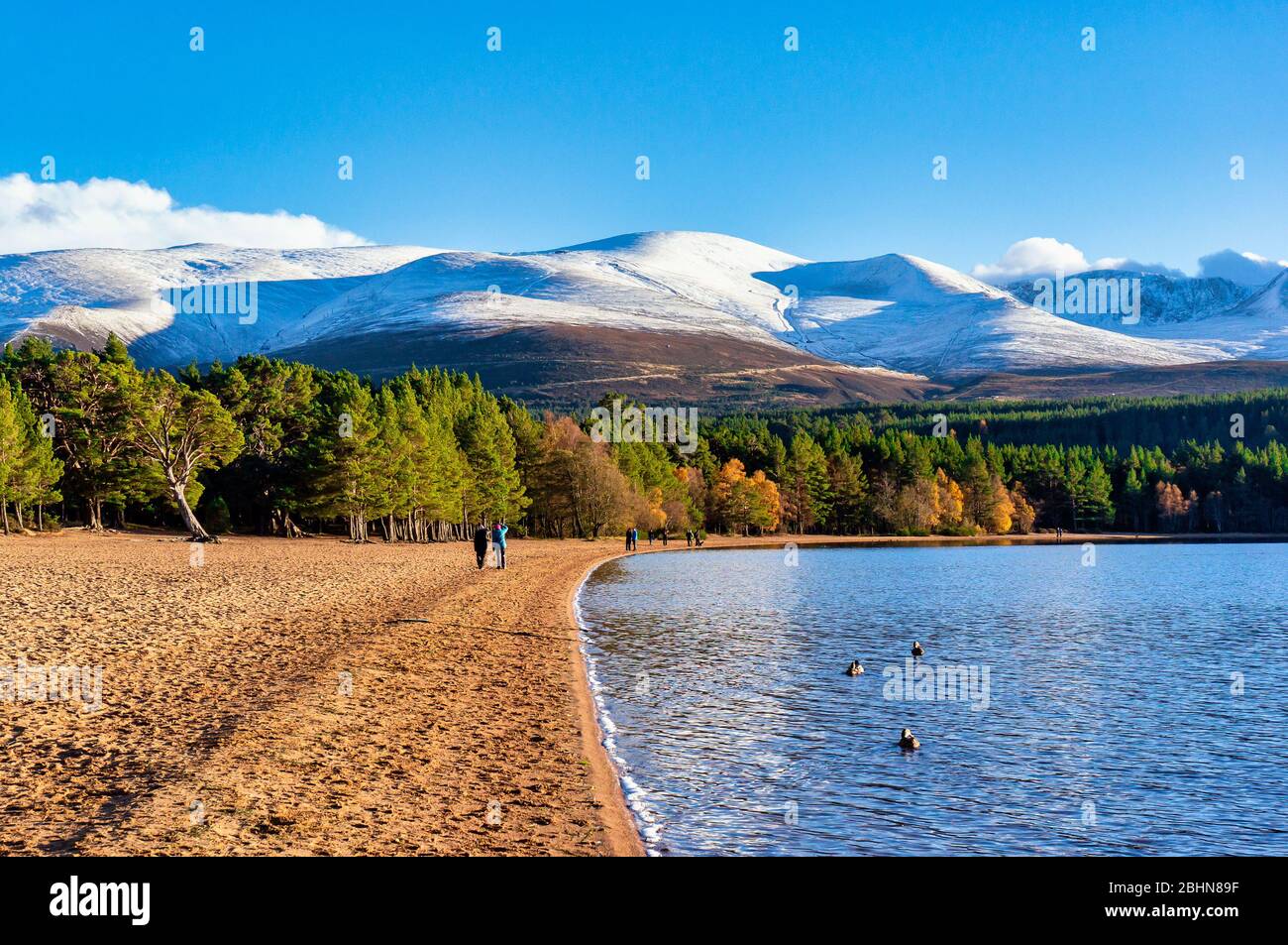 Snowclad Cairngorms in Glenmore Speyside Highland Scozia Regno Unito visto da Loch Morlich in autunno con Cairn Gorm prominente Foto Stock