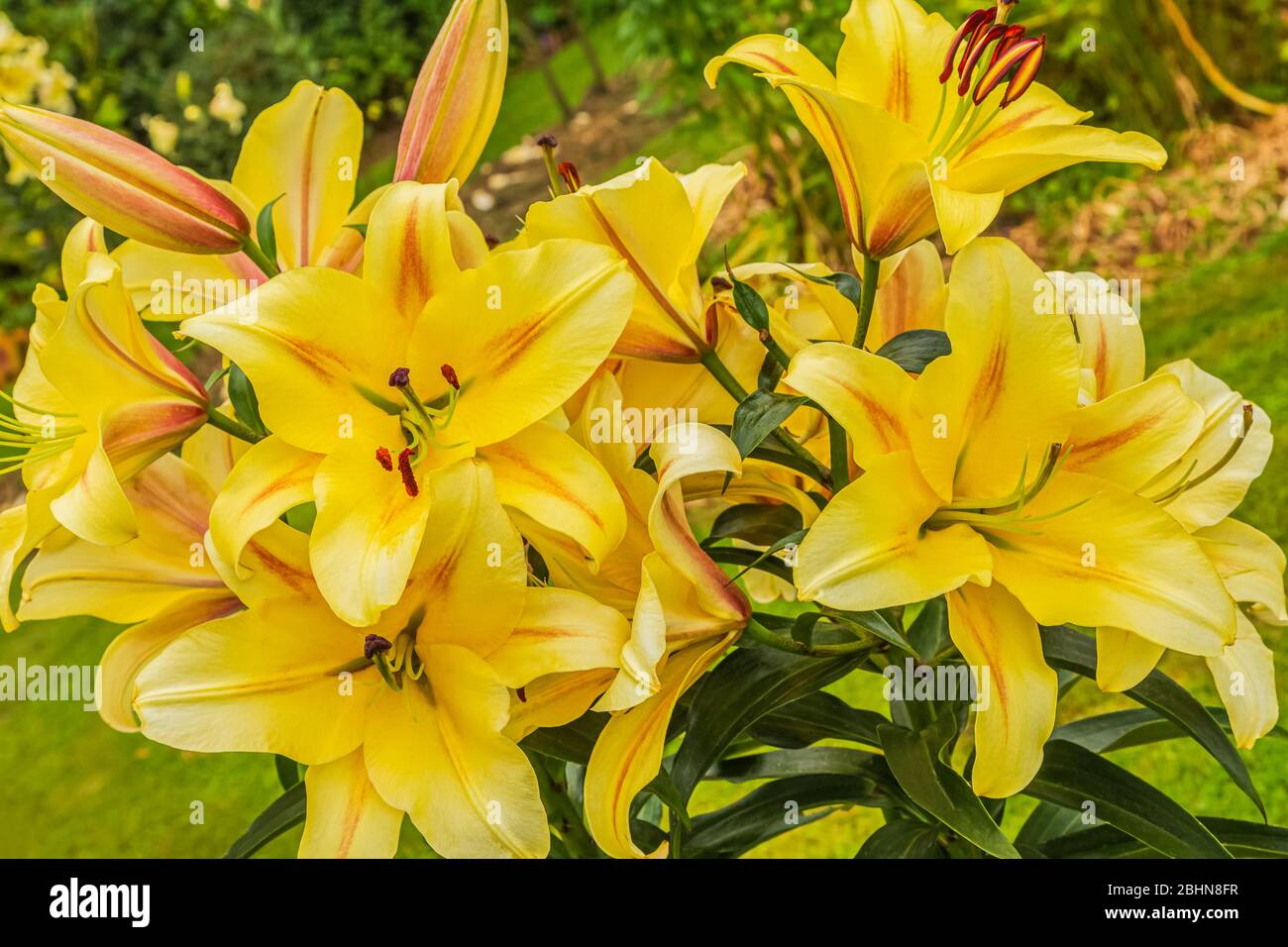 Primo piano di gigli gialli, Liliaceae, un genere di piante erbacee fiorite da bulbi, tutti con grandi fiori prominenti. Foto Stock