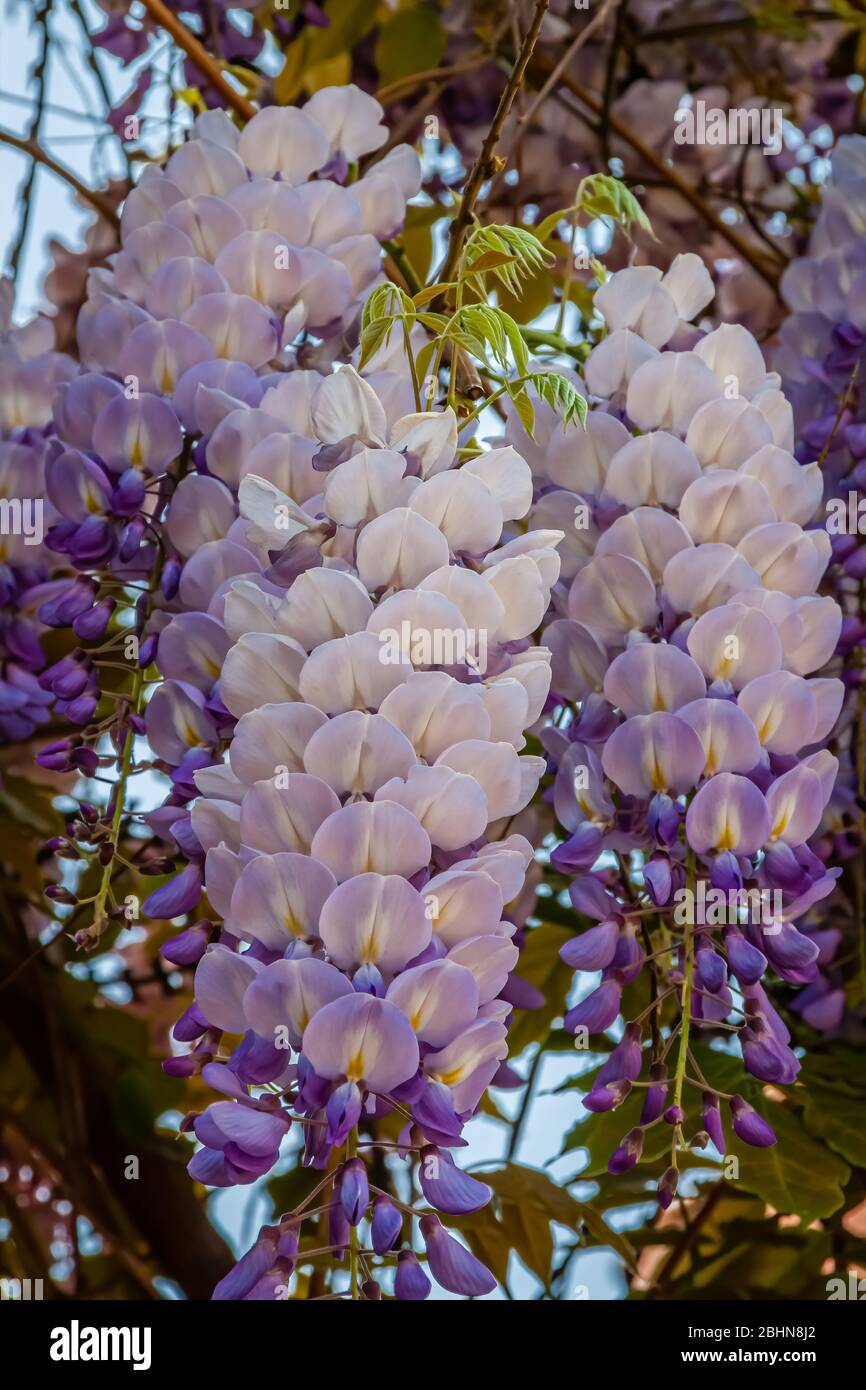 Primo piano di glicine viola (famiglia Fabaceae). Questa pianta è originaria della Cina, della Corea, del Giappone e degli Stati Uniti orientali. Foto Stock