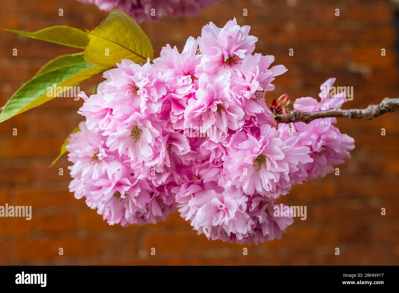 Primo piano di fiori di ciliegia rosa, un fiore di molti alberi del genere Prunus. La specie più nota è la ciliegia giapponese, Prunus serrulata. Foto Stock