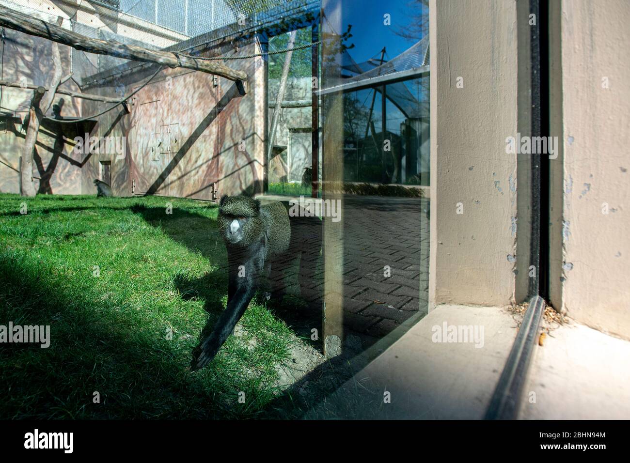 La scimmia più grande con il naso a macchia, scimmia con il naso a mastio (Cercopithecus nictitans) è stata vista il 25 aprile 2020, nello Zoo di Dvur Kralove, Dvur Kralove nad Labem, Repubblica Ceca. Le aree all'aperto dello zoo saranno riaperte dopo la pandemia di coronavirus il 27 aprile. (Foto CTK/David Tanecek) Foto Stock