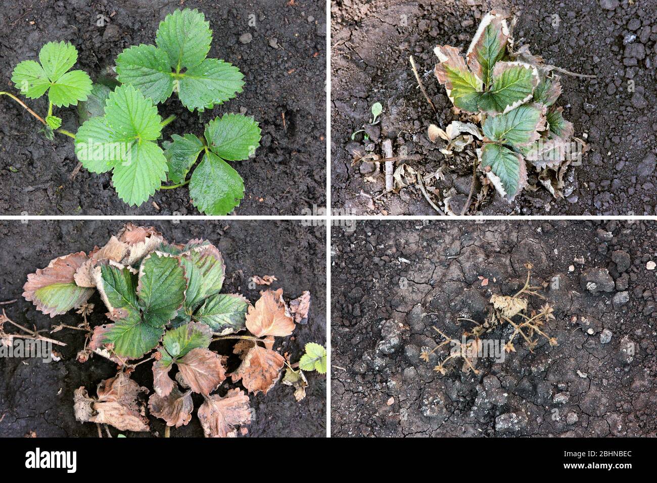 Problema di prodotto. Malattia della fragola. Malattia delle bacche. Ossisporio al Fusarium. Bush infetto sta morendo. La morte dell'agricoltura. Collage Foto Stock