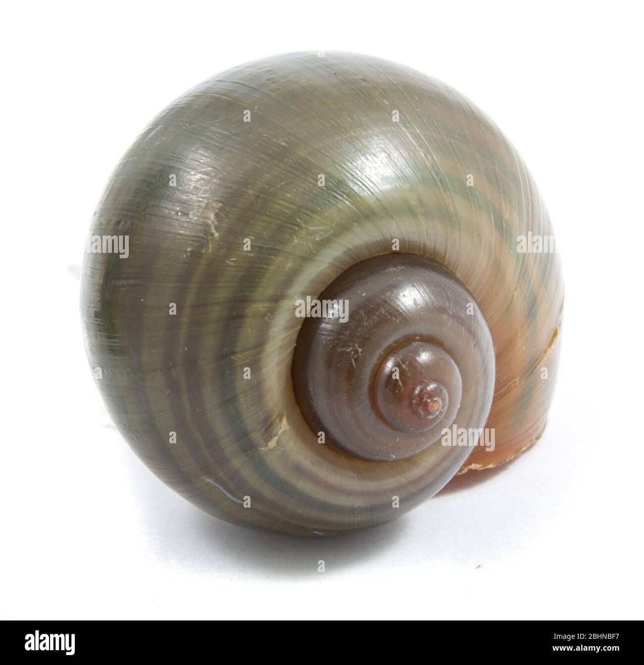 Pomacea canaliculata shell isolata su sfondo bianco, file include un ottimo percorso di clipping Foto Stock