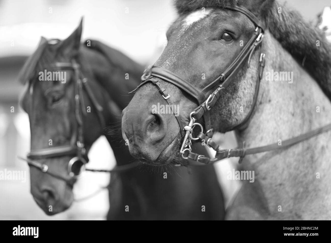 Primo piano di un'immagine monocromatica della testa di un cavallo trainato Foto Stock