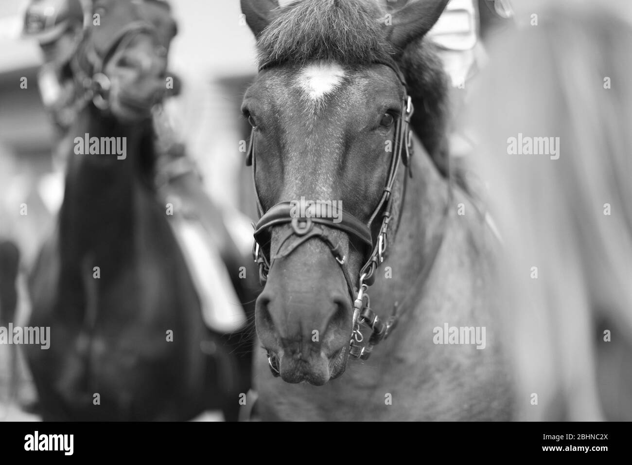 Primo piano di un'immagine monocromatica della testa di un cavallo trainato Foto Stock