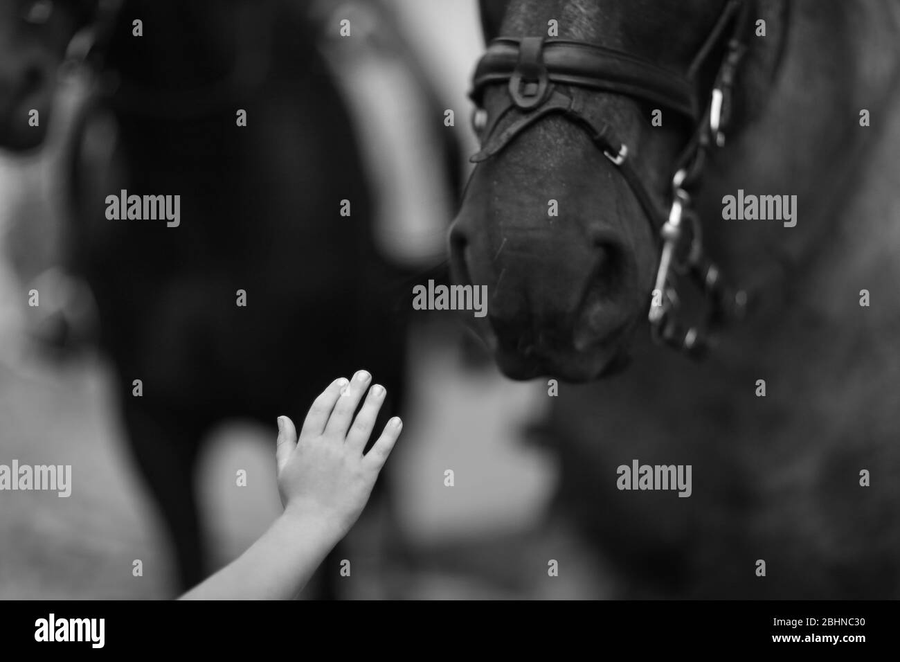 Una mano di un bambino piccolo è estesa alla testa di un cavallo Foto Stock