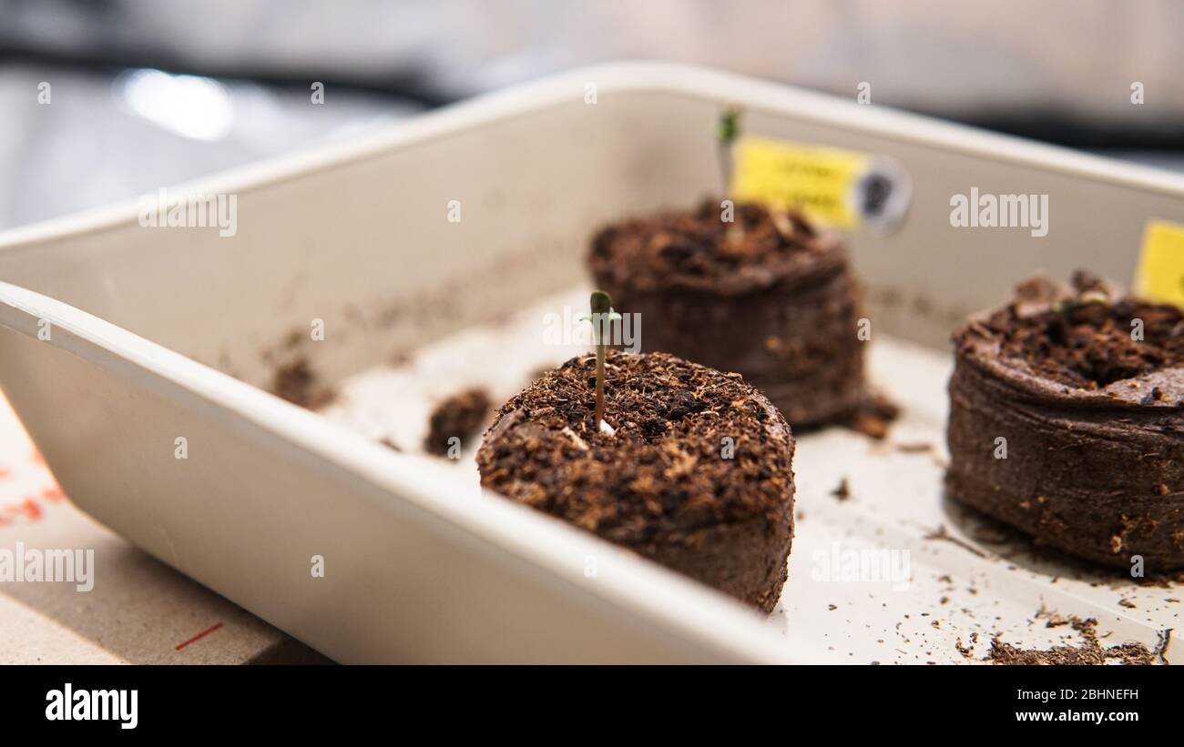 coltivazione di marijuana germogli da grani Foto Stock