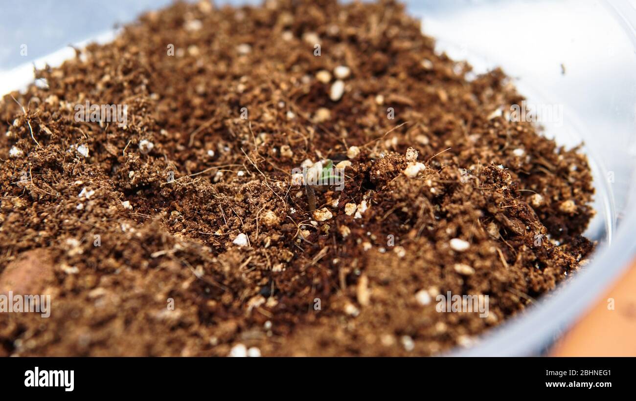 coltivazione di marijuana germogli da grani Foto Stock