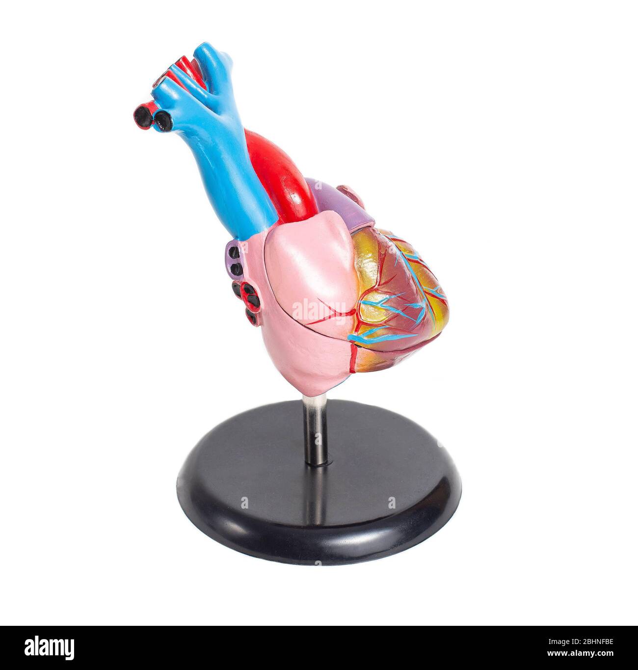 Simulazione di un cuore di organo umano su uno sfondo bianco, isolare. Struttura anatomica e fisiologia del cuore, del ventricolo destro e sinistro e dell'atrio. Foto Stock