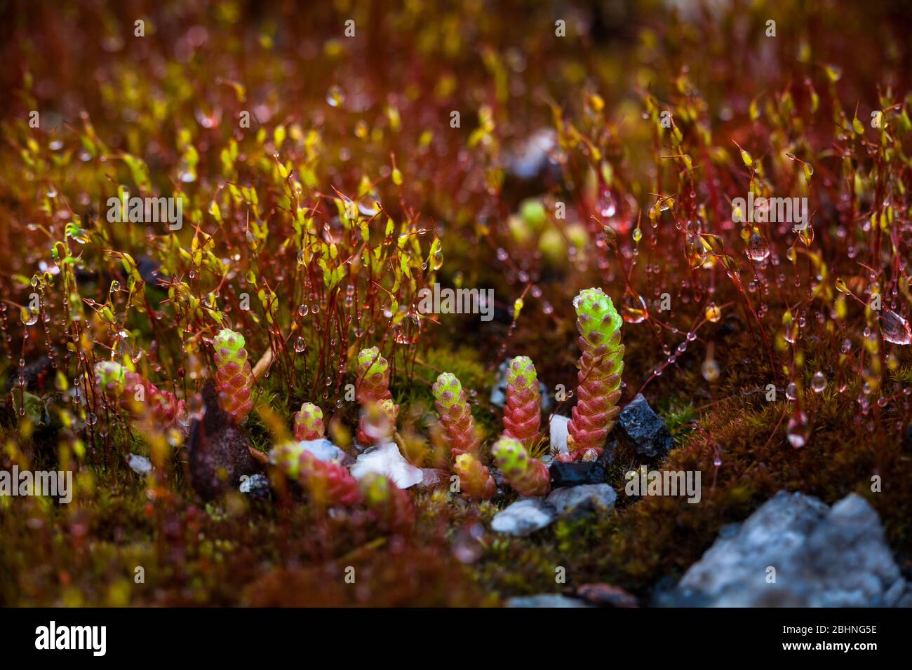 Muschio e vegetazione al suolo sul fondo della foresta vicino al lago Vansjø a Østfold, Norvegia. Foto Stock