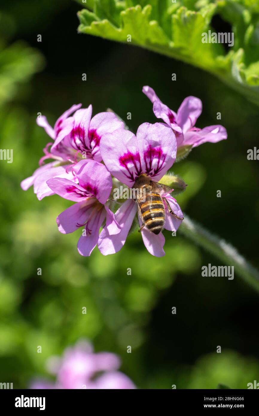 Ape occidentale di miele (Apis mellifera) succhiando geranio di rosa (Pelargonium graveolens), città di Isehara, Prefettura di Kanagawa, Giappone Foto Stock