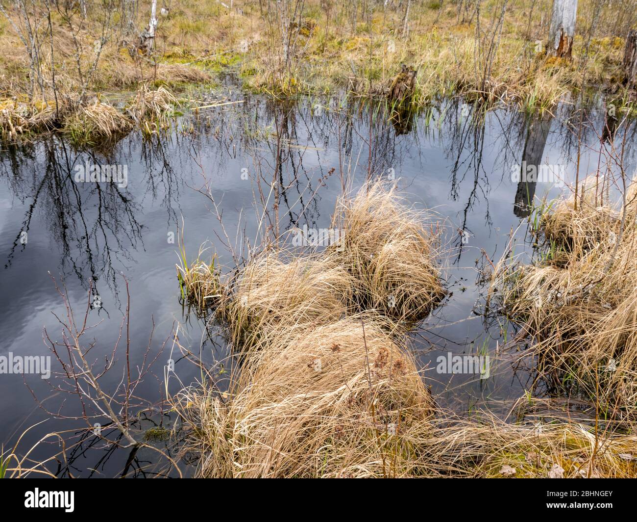 immagine con trama a palude, frammenti di piante di palude, adatta per lo sfondo Foto Stock