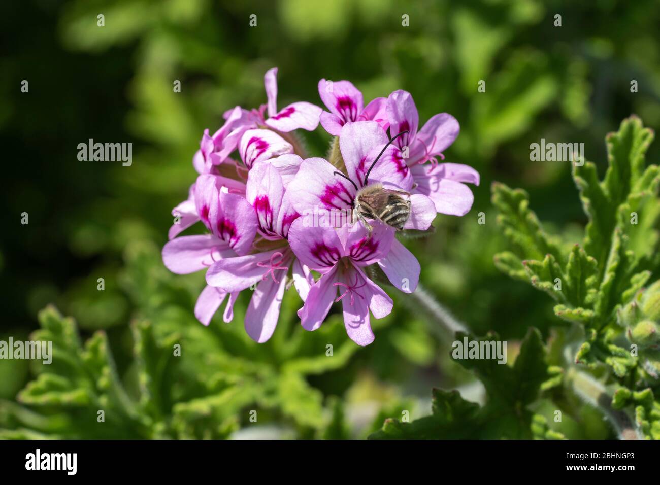 Tetralonia nipponensis succhiando geranio di rosa (Pelargonium graveolens), Isehara City, Prefettura di Kanagawa, Giappone Foto Stock