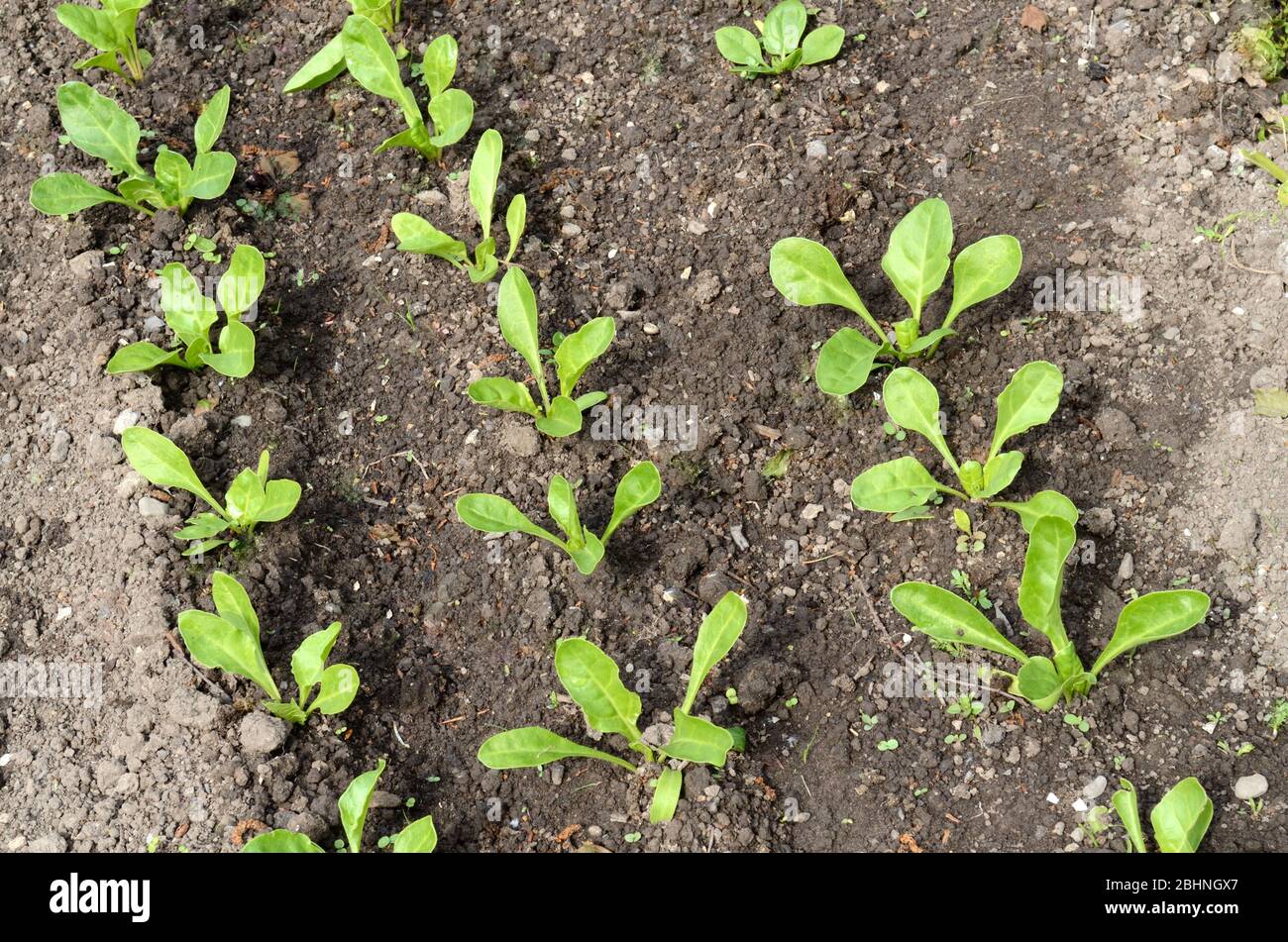 Piante perpetue di spinaci che crescono in un terreno vegetale organico dell'orto Foto Stock