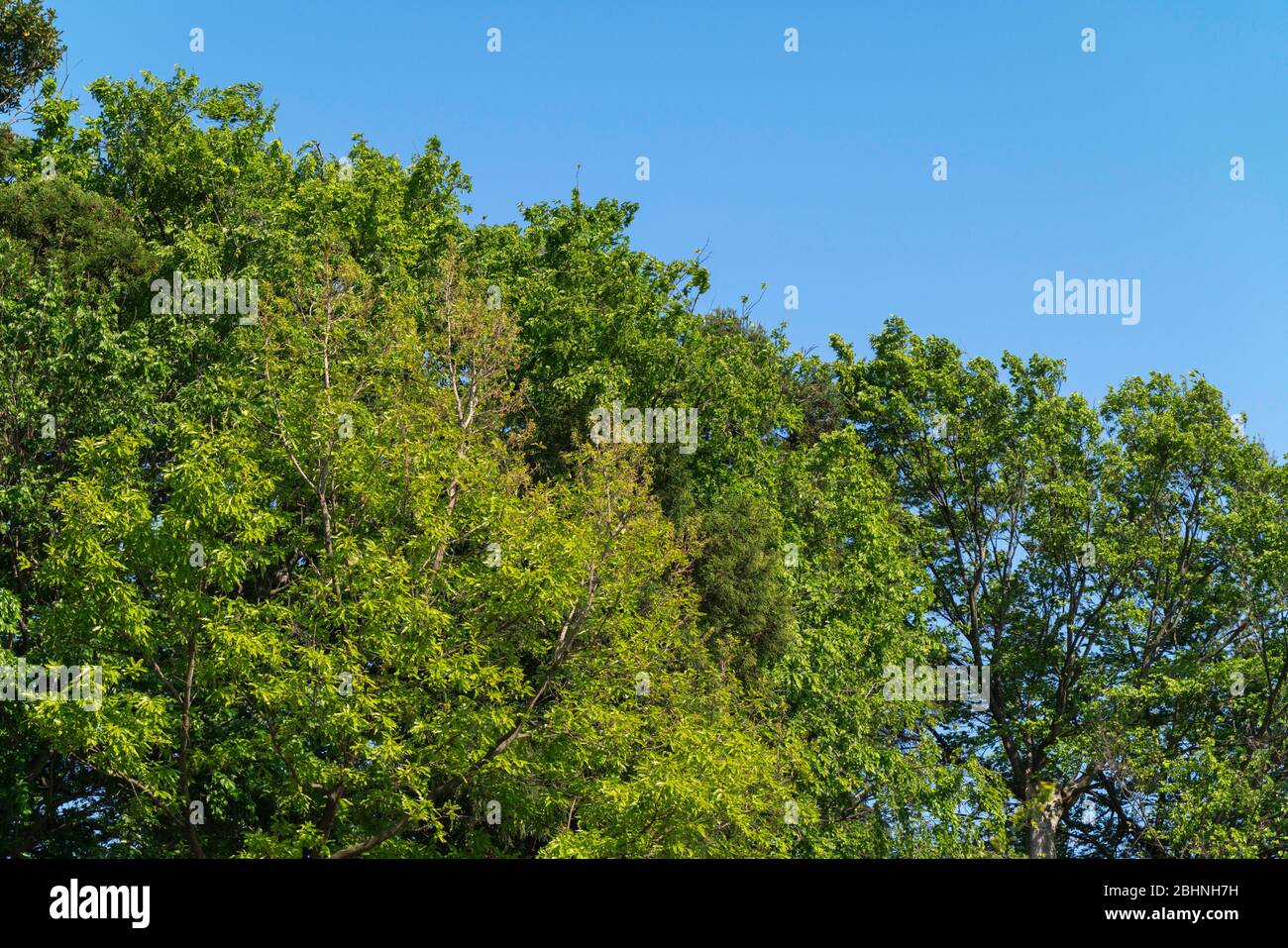 Primavera foglie verdi fresche, Isehara City, Kanagawa Prefecture, Giappone Foto Stock