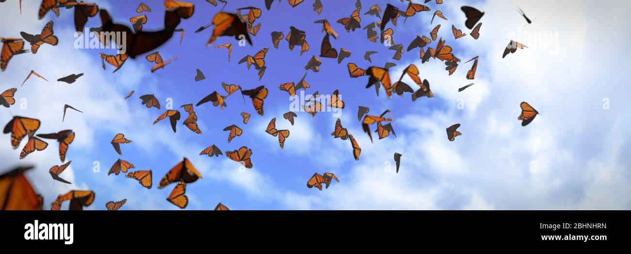 Gruppo di farfalle monarca, Danaus plexippus sciame Foto Stock