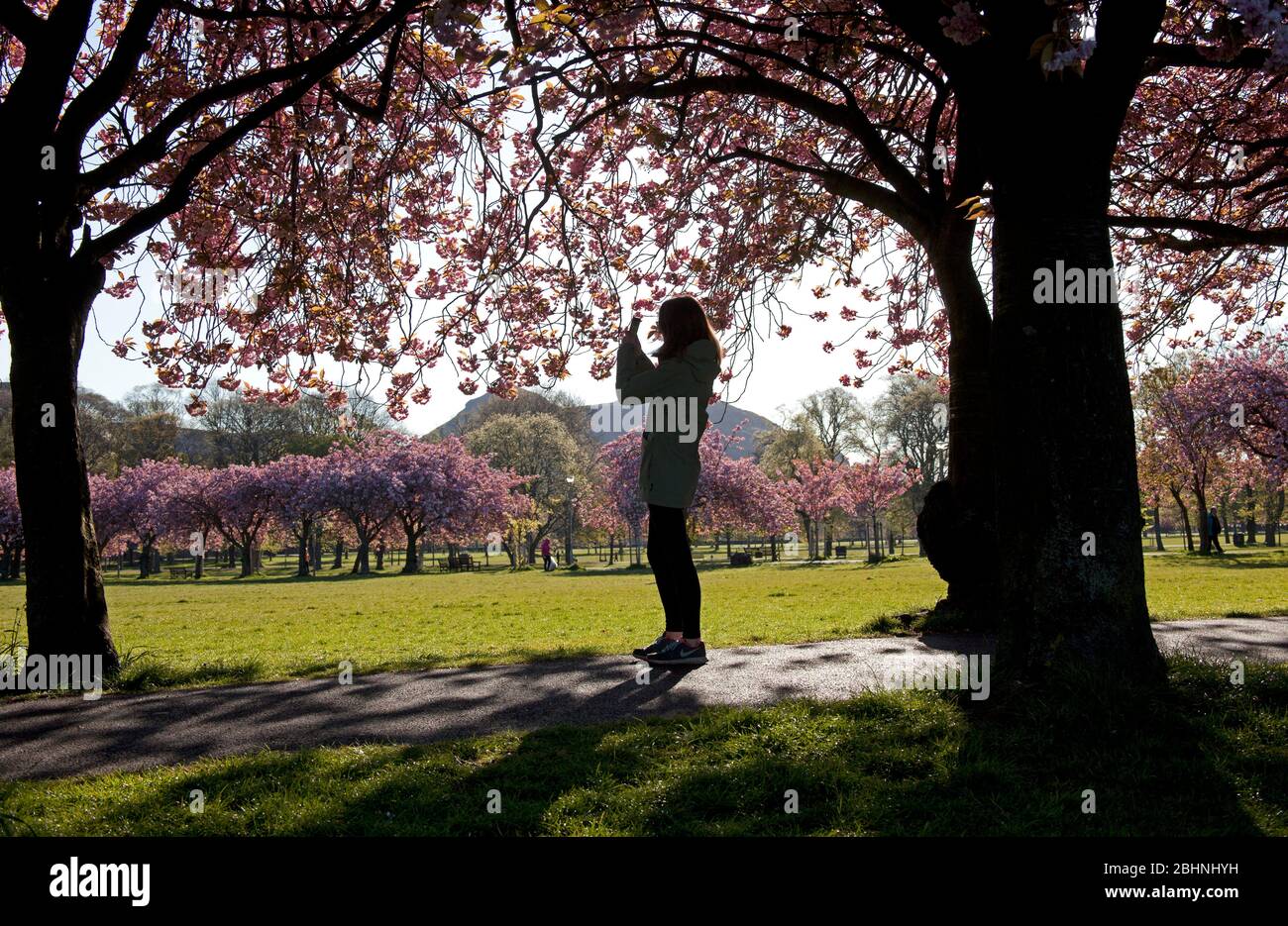 Coronation Walk, The Meadows, Edimburgo, Scozia, Regno Unito. 27 aprile 2020. Abbondante albero di ciliegio fiorisce brillando nella luce del sole di mattina presto, temperatura 3 gradi mentre la gente cammina per lavorare alcune maschere o sciarpe che indossano altri prendono il loro periodo excercise permesso lungo il percorso alberato bello durante il blocco di Coronavirus. Nella foto: Opere d'arte che fanno una dichiarazione appoggiata su uno degli alberi. Credit: Arch White/Alamy Live News. Foto Stock