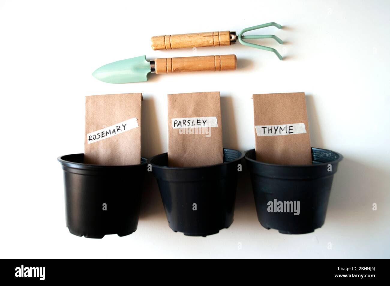 rosmarino di semola, timo, prezzemolo. herbals in giardino casa. Attrezzi che piantano, pentole nere. Stagionale Foto Stock