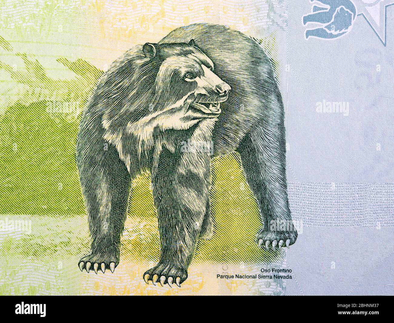 Un ritratto di orso spettacolare dai soldi venezuelani Foto Stock
