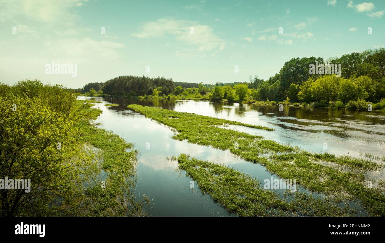 Panorama del fiume Biebrza nel Parco Nazionale di Biebrza, Polonia Foto Stock