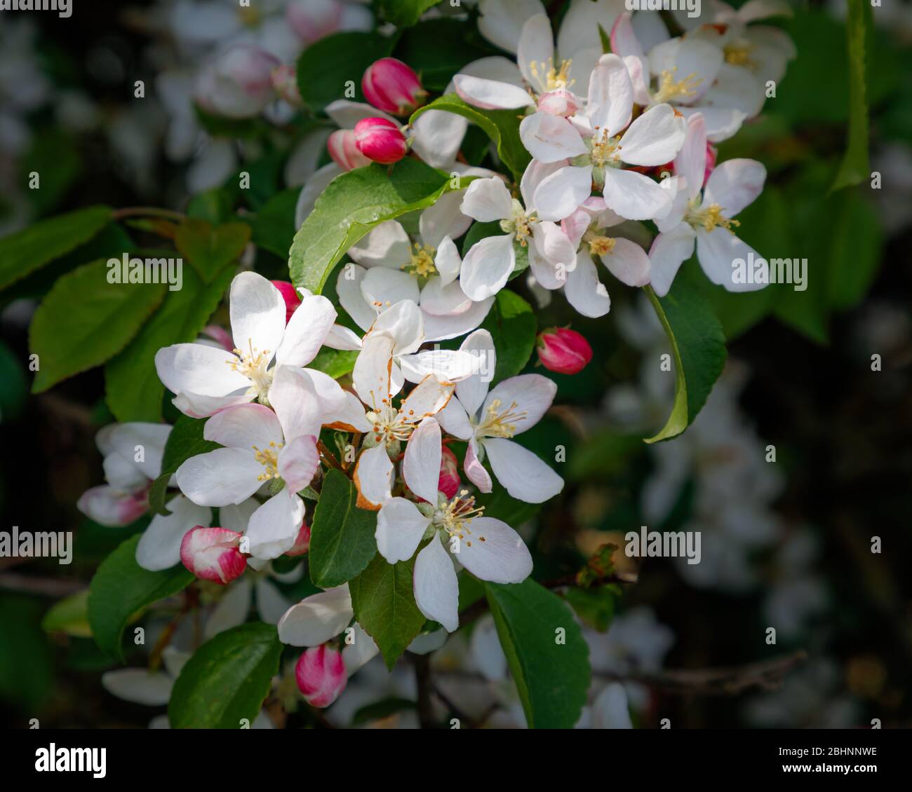 Primo piano della fioritura bianca di un granchio di mele (Malus) con germogli rosa e foglie verdi. Foto Stock