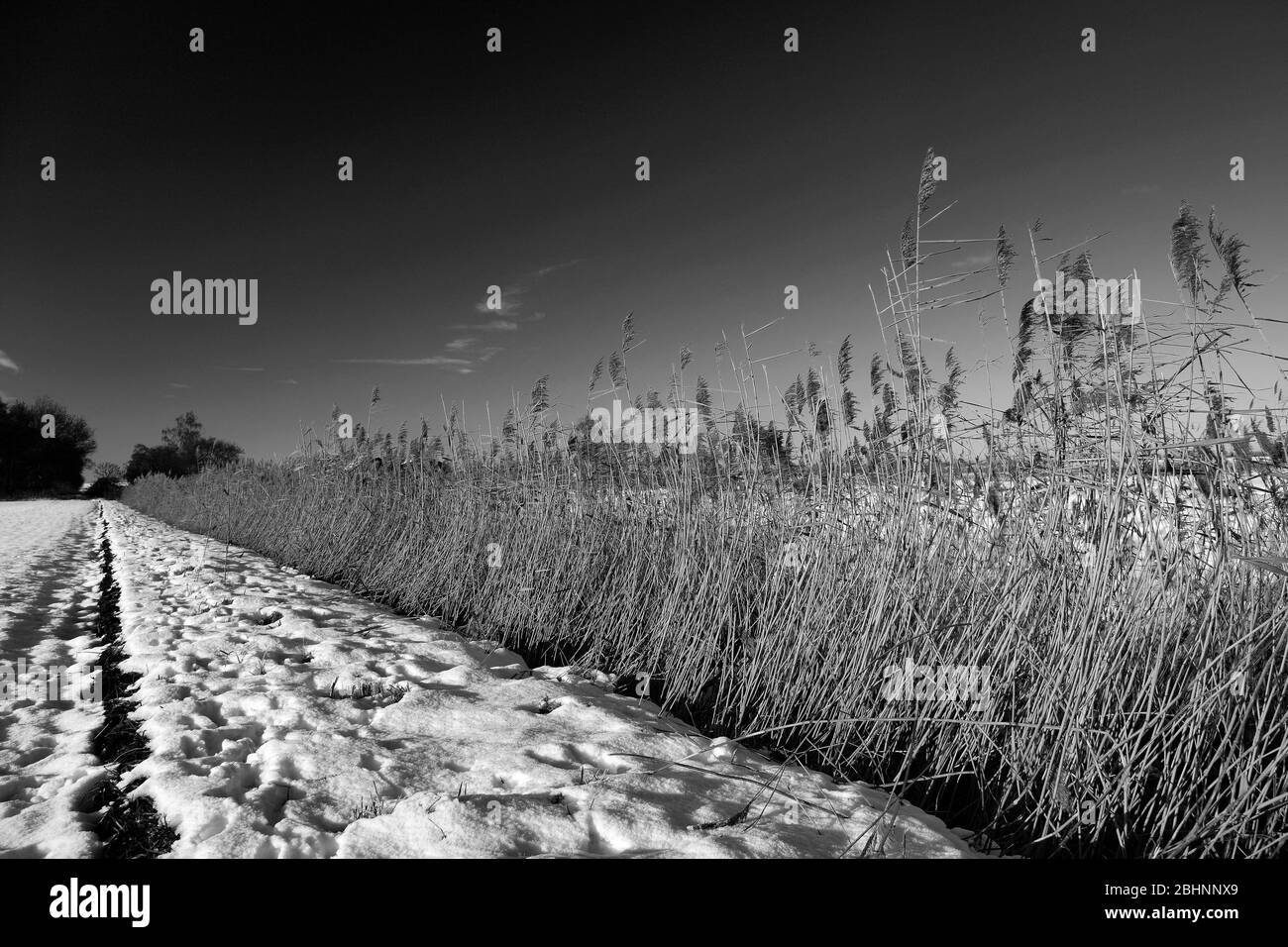Neve invernale a Holme Fen, il terreno più basso della Gran Bretagna, Holme villaggio, Cambridgeshire, Inghilterra, Regno Unito Foto Stock