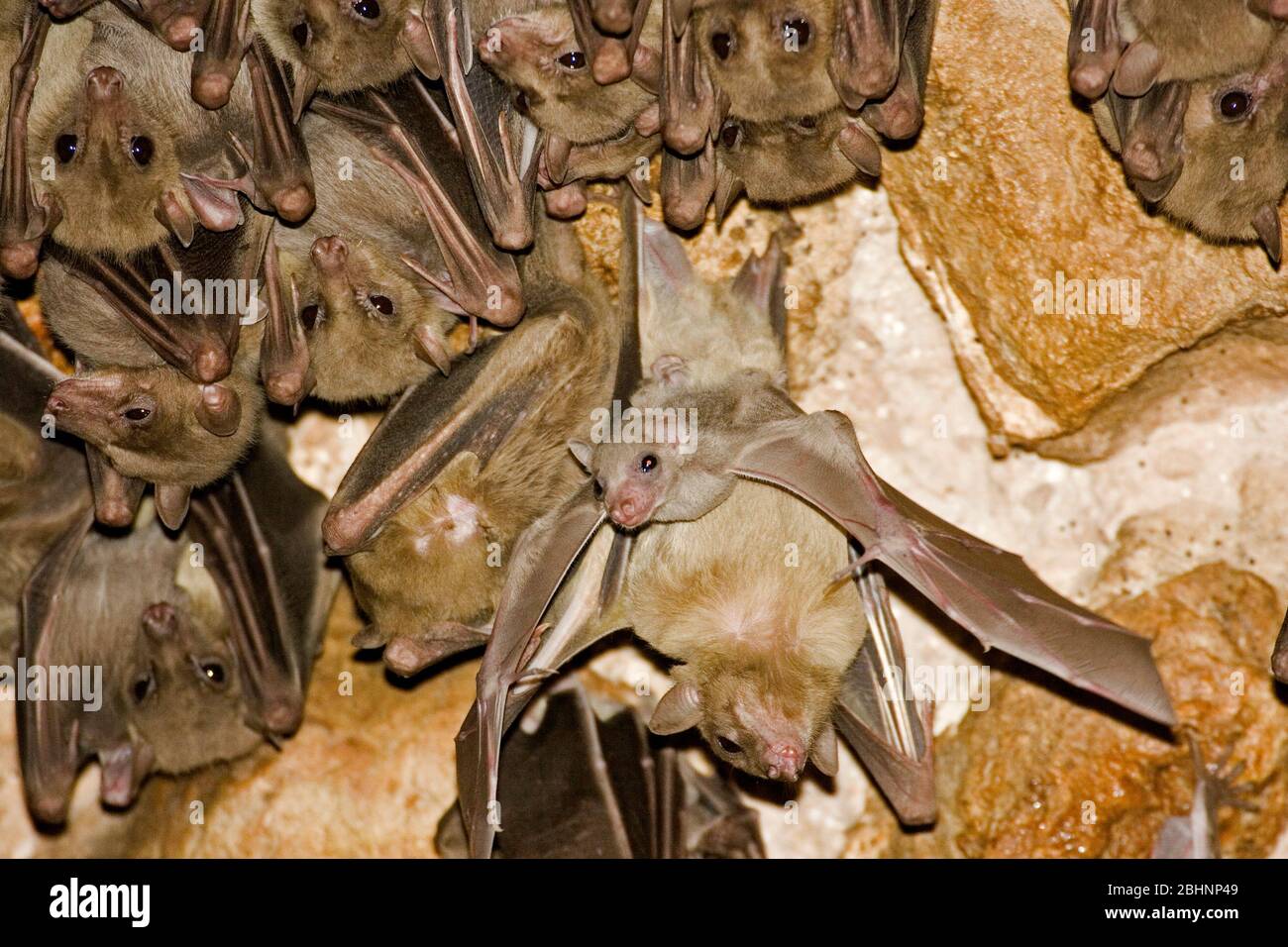 Pipistrello egiziano di rousette appeso a un soffitto grotta. La rousette egiziana, o pipistrello di frutta egiziana, (Rousettus aegyptiacus) è un frutto africano diffuso Foto Stock