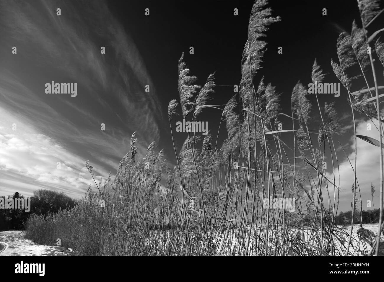 Neve invernale a Holme Fen, il terreno più basso della Gran Bretagna, Holme villaggio, Cambridgeshire, Inghilterra, Regno Unito Foto Stock