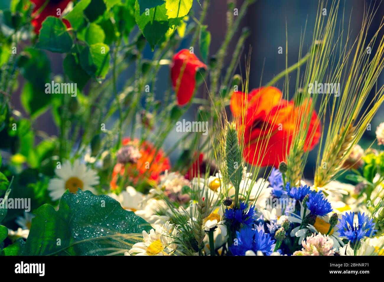 Sfondo di fiori selvatici fiori estivi Foto Stock