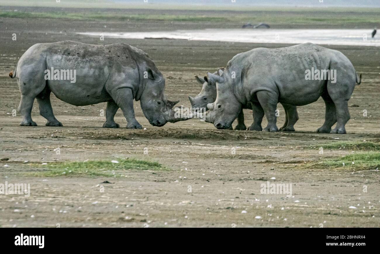 White Rhino (Ceratotherium simum) madre e del polpaccio, Nakuru, il Parco Nazionale del Kenya. Foto Stock