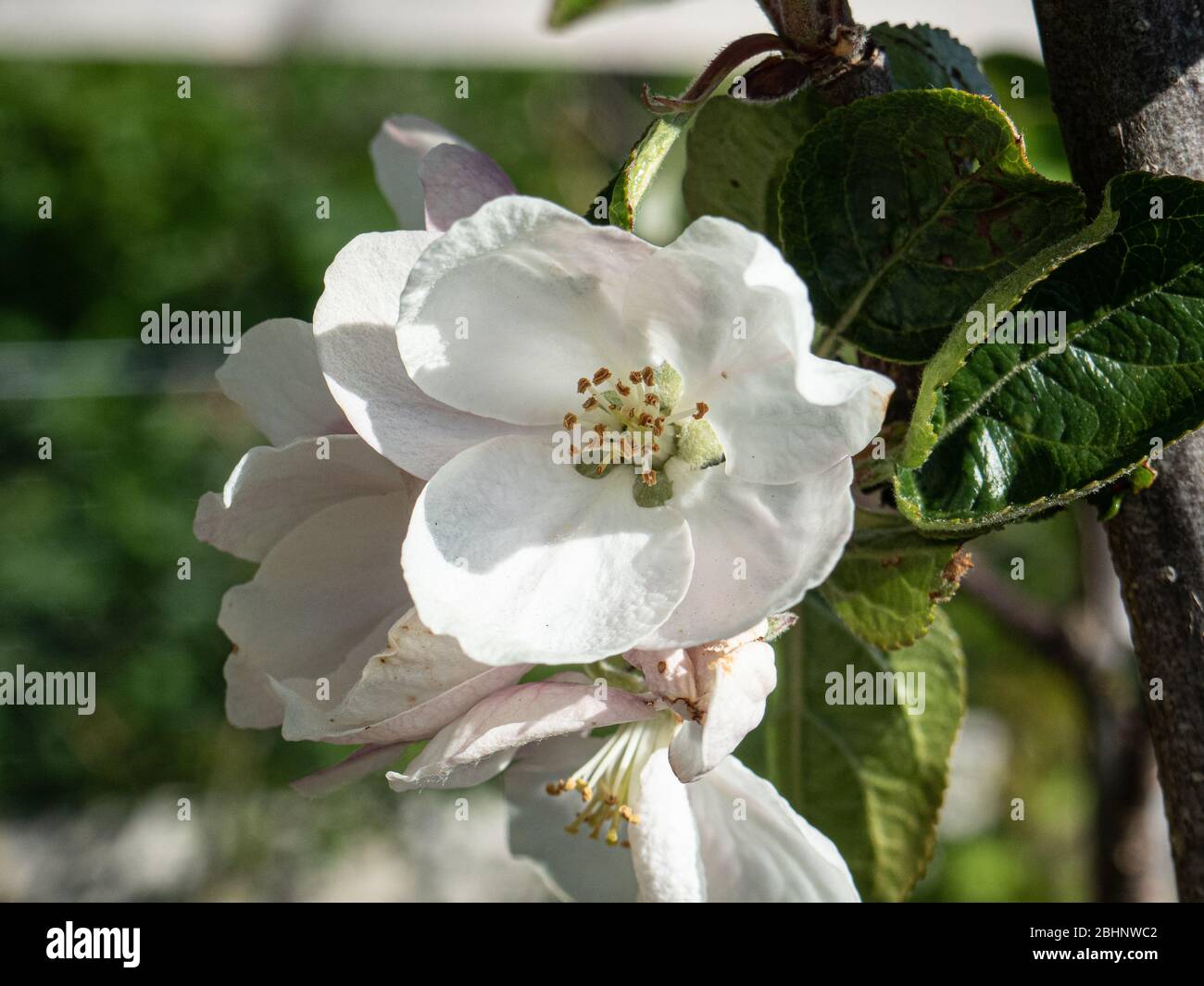 Un primo piano dei fiori e bocciolo del dolce mela Ashmeads kernel Foto Stock