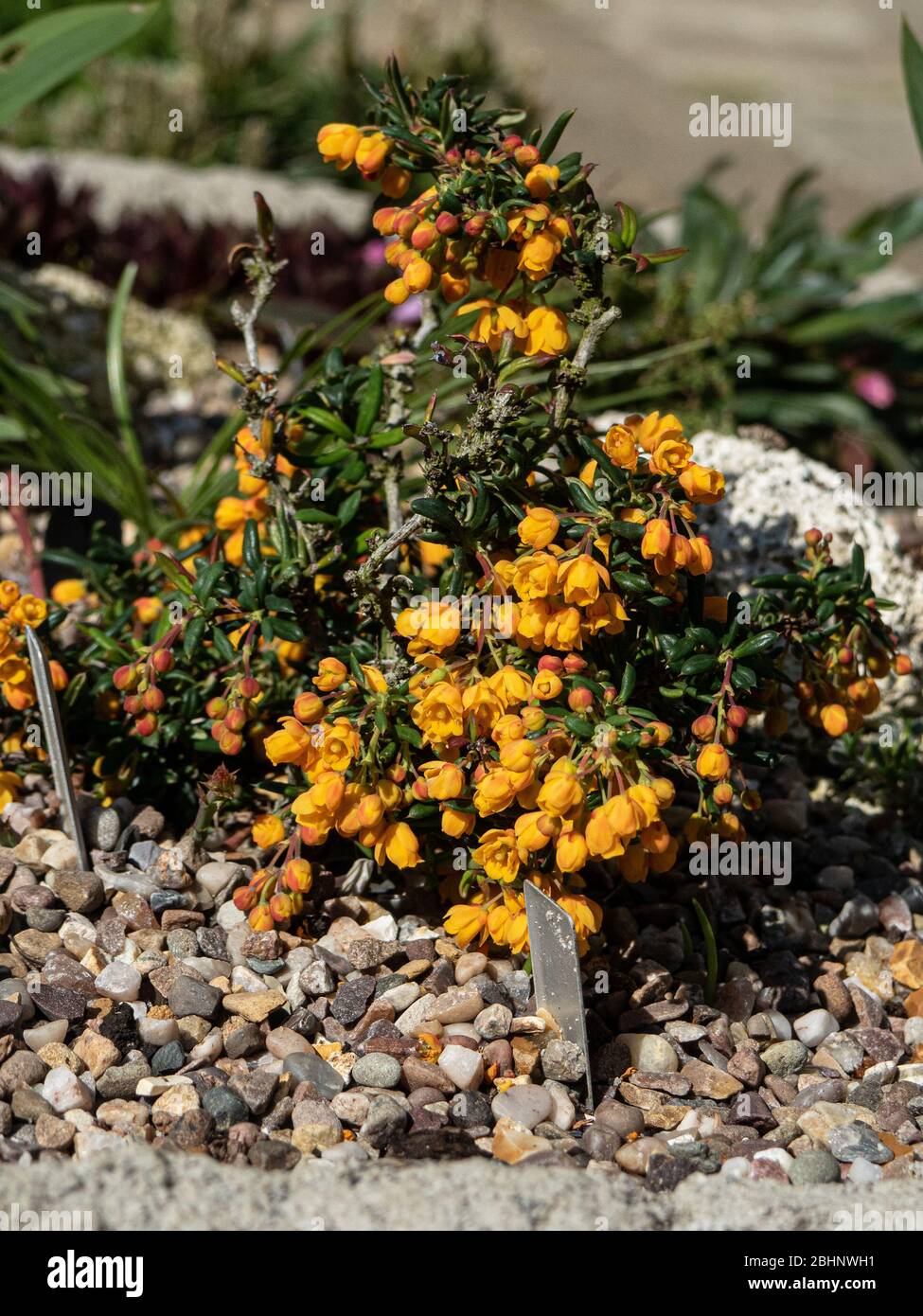 Arbusto nano Berberis x stenophylla 'Corallina Compatta che cresce nell'angolo di un giardino a valle Foto Stock