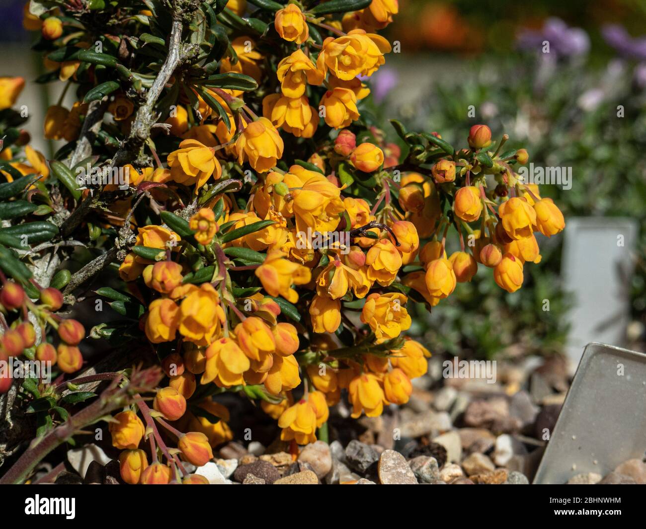 Arbusto nano Berberis x stenophylla 'Corallina Compatta che cresce nell'angolo di un giardino a valle Foto Stock