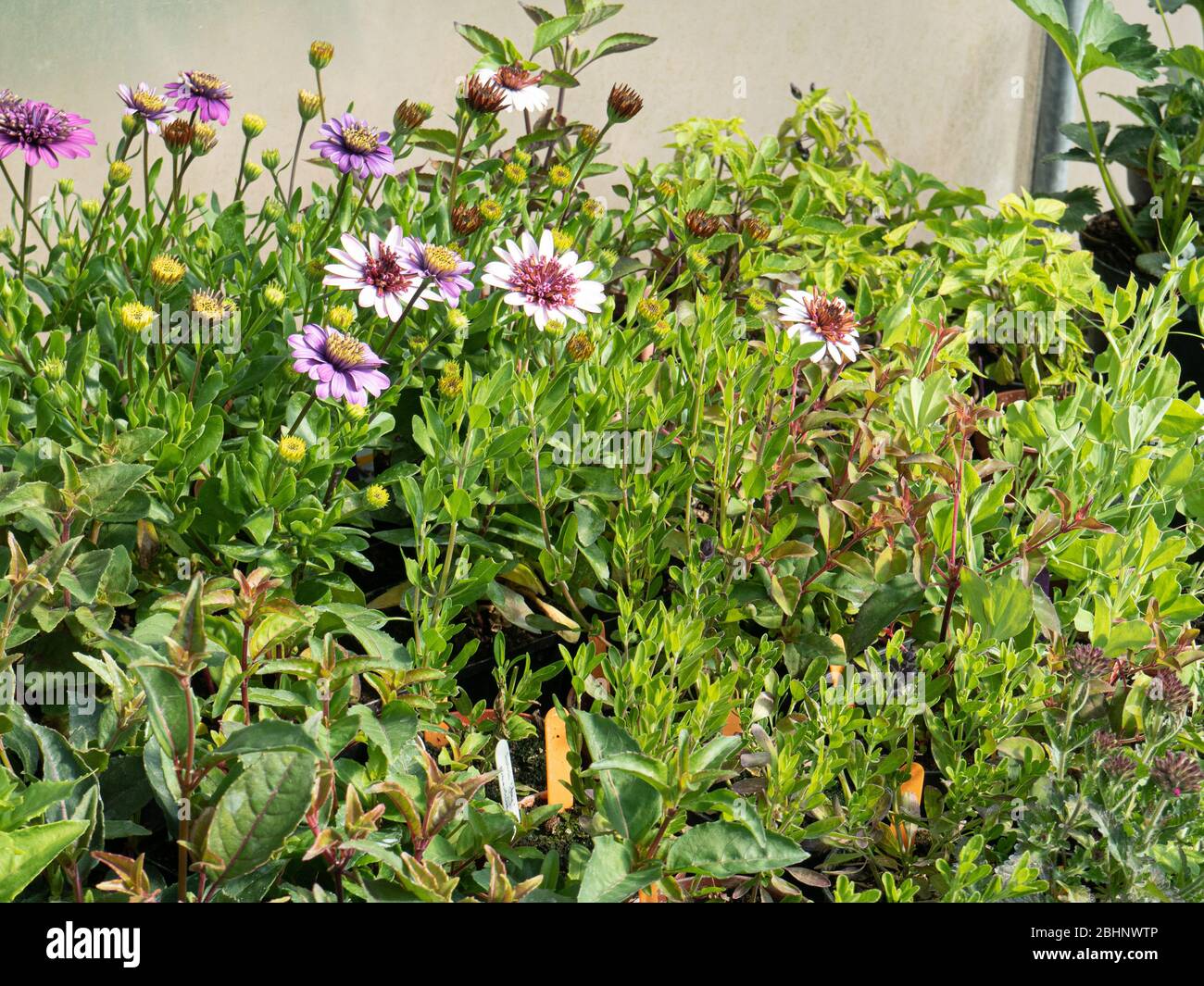 Un banco polytunnel con piante perenni teneri che crescono in pentole pronte per piantare fuori Foto Stock