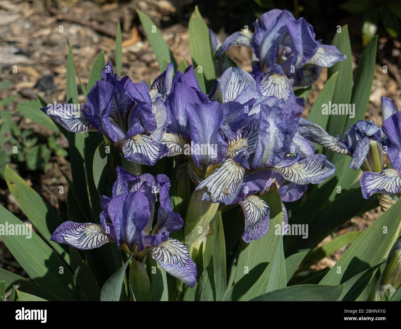 Una pianta della nana barbuto Iris Scribe che mostra i delicati fiori blu e bianco Foto Stock