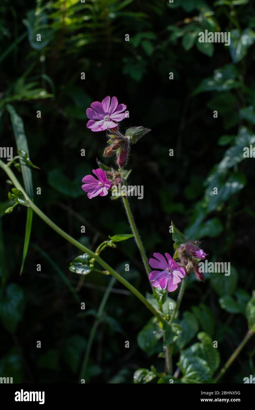 Red Campion fiore Foto Stock