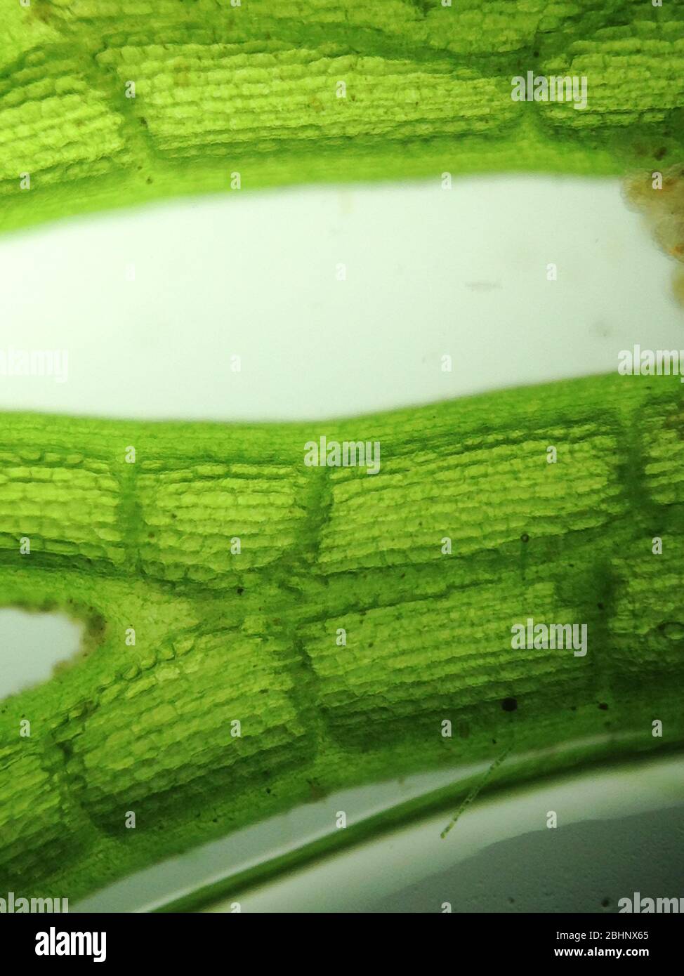 Zoom alghe del microrganismo Foto Stock