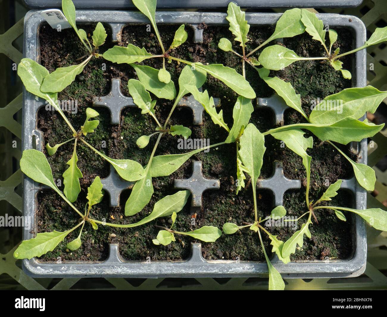 Un vassoio di vassoio di modulo di piante di razzo giovani pronte per piantare fuori Foto Stock