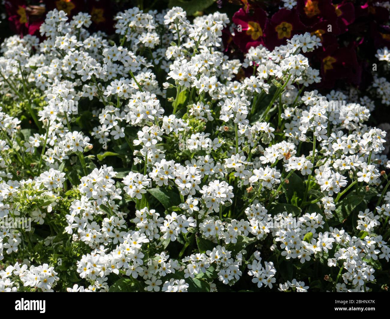 Un grumo del bianco mi dimentica non Myosotis alpestris Bianco con fiori quasi coprire il fogliame Foto Stock