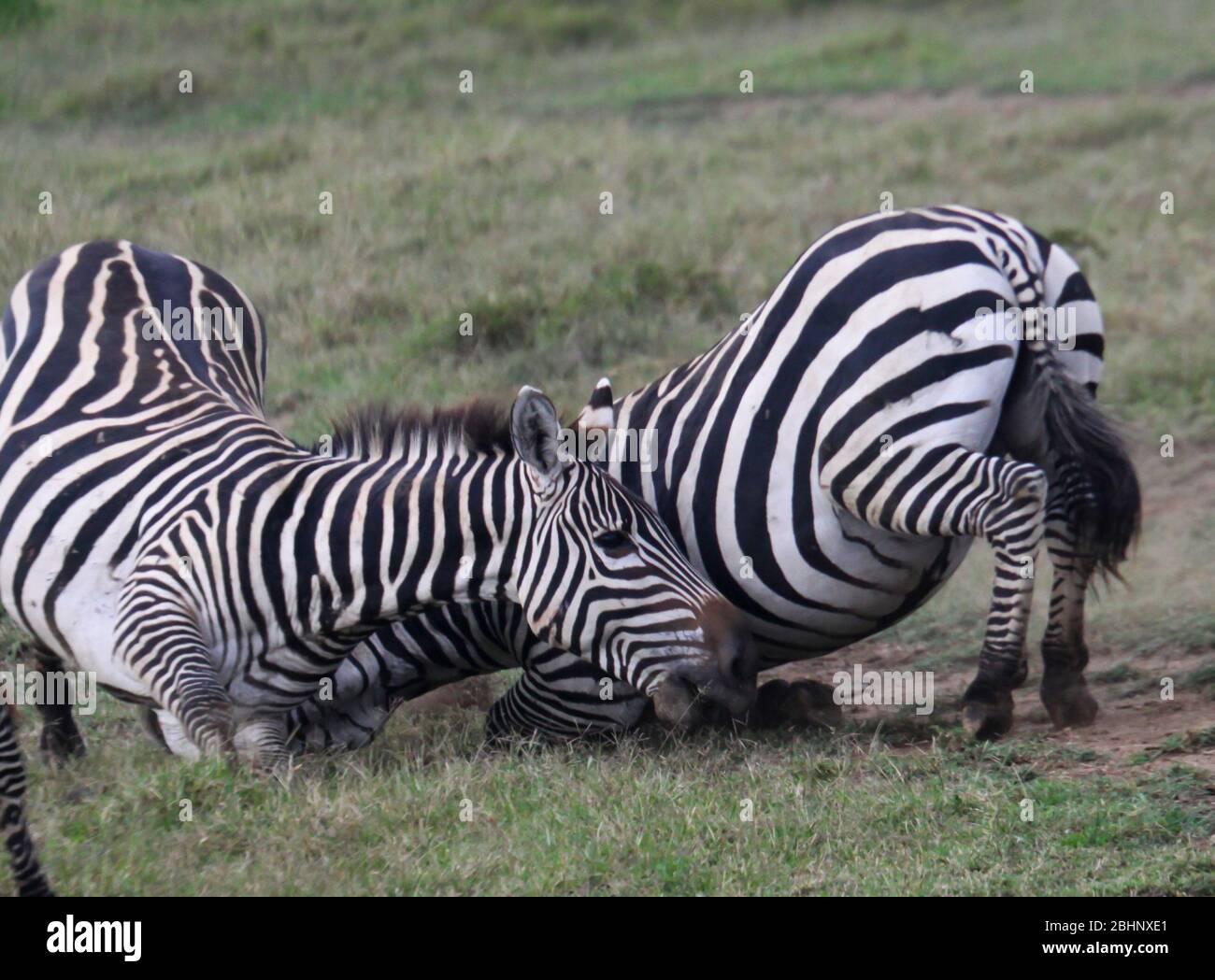 Zebra di Grant (Equus burchellii boehmi) combattimenti maschi, Parco Nazionale di Nakuru, Kenya. Foto Stock