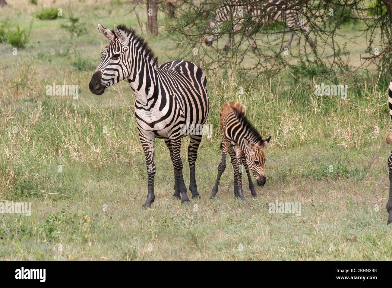 Giovane Zebra foual con la sua madre fotografata in Tanzania Foto Stock